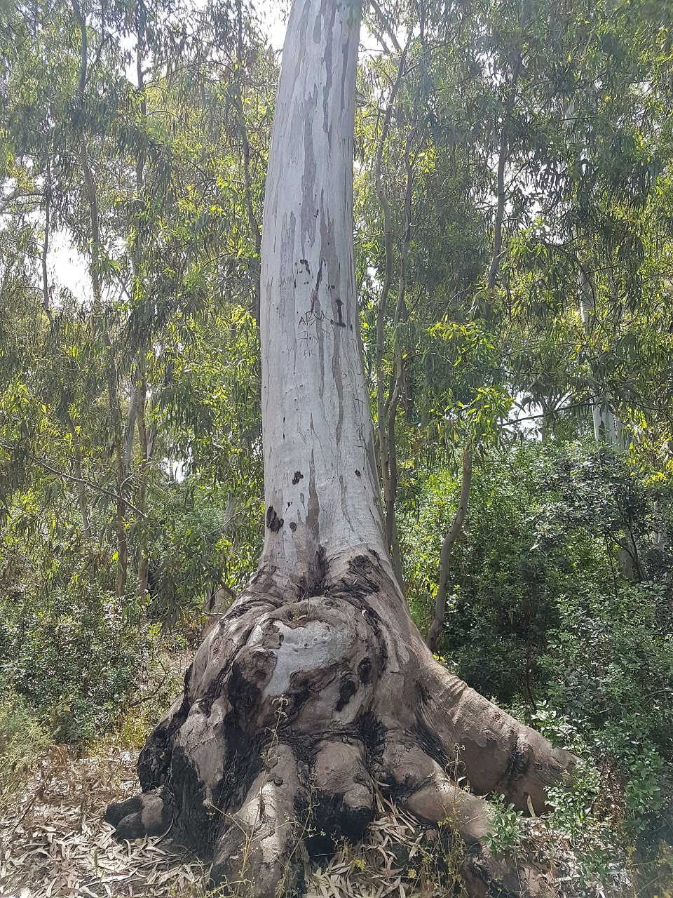 Shelly Joshua - Blog - Tree Eucalyptus